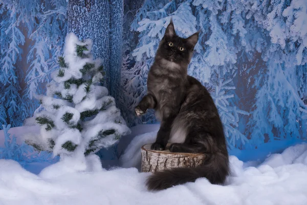 Maine coon jaagt in het winter forest — Stockfoto