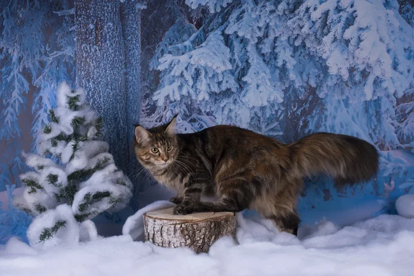 Maine Coon jagt im Winterwald — Stockfoto