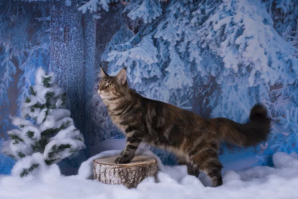 Maine Coon jagt im Winterwald — Stockfoto