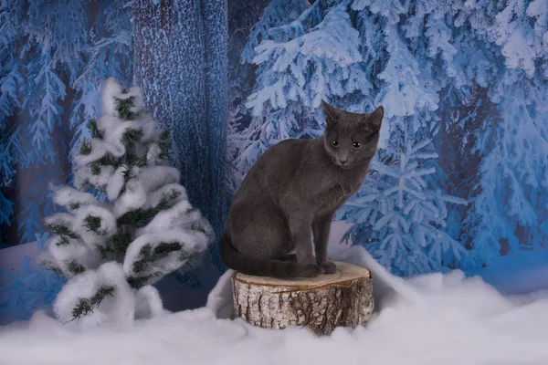 Russian Blue gatto che cammina in una foresta innevata — Foto Stock