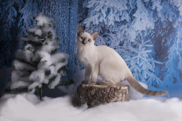 겨울 숲에서 재생 타이어 고양이 — 스톡 사진