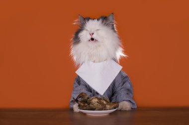 Kedi yemek tavuk için gidiyor