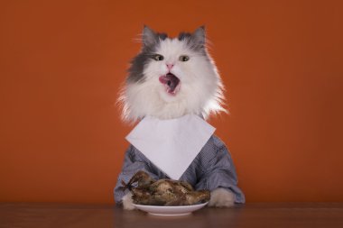 Kedi yemek tavuk için gidiyor
