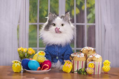 cat shirt greets guests at Easter clipart
