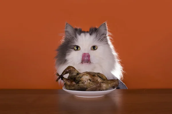 Kat gaat voor diner kip — Stockfoto