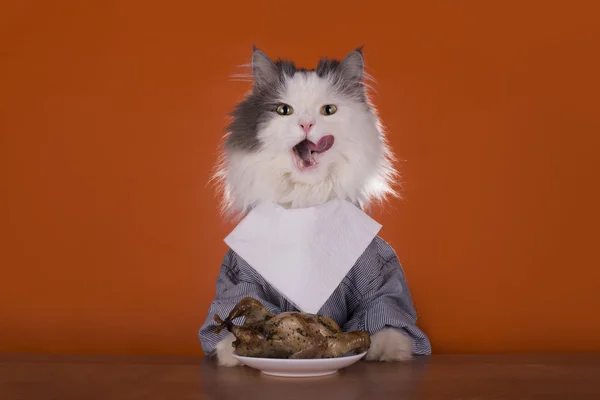 Cat is going for dinner chicken — Stock Photo, Image