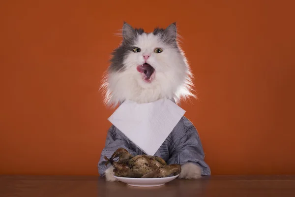 Kat gaat voor diner kip — Stockfoto