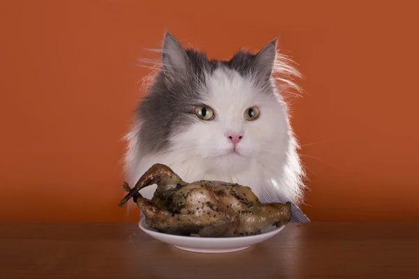 Cat sta andando a cena pollo — Foto Stock