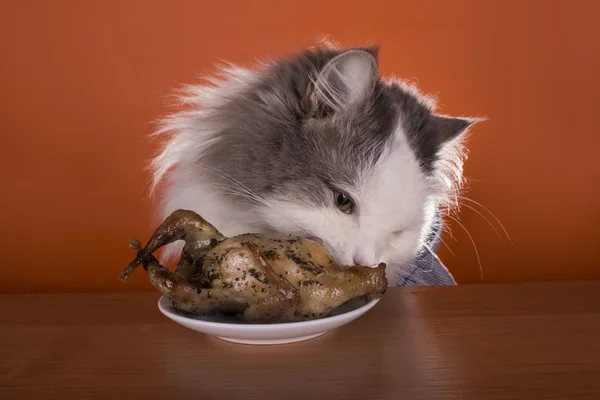 Kat gaat voor diner kip — Stockfoto