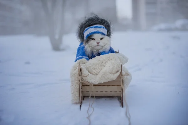 猫走在雪橇霜冻的日子里 — 图库照片