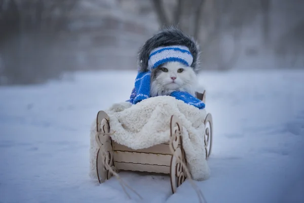Кошка ходит в день замерзания саней — стоковое фото