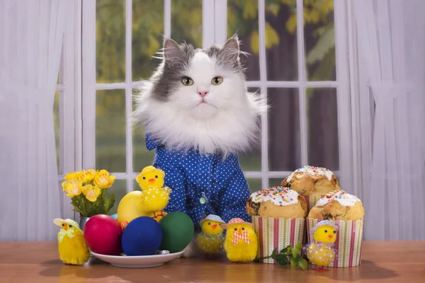 Gatto camicia saluta gli ospiti a Pasqua — Foto Stock