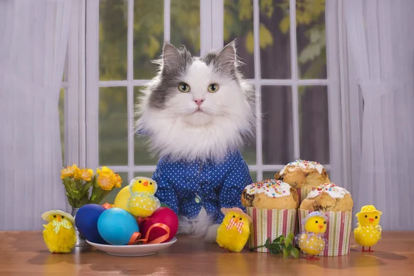 Gatto camicia saluta gli ospiti a Pasqua — Foto Stock