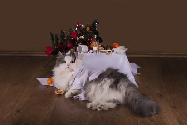 Cat in the morning after New Year's party — Stock Photo, Image