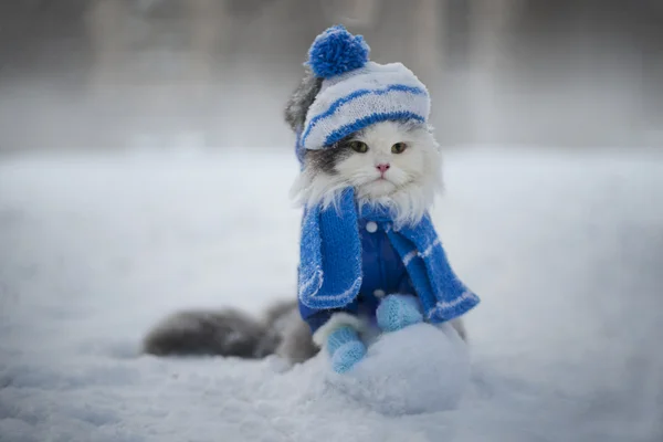 Kat spelen in de sneeuw frosty dag — Stockfoto