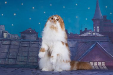 İskoç fold kedi çatı üzerinde