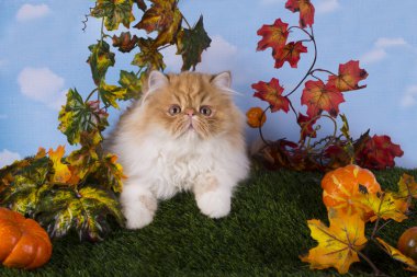 Sonbahar günü çimlere güzel oynayan kırmızı Farsça kedi yavrusu