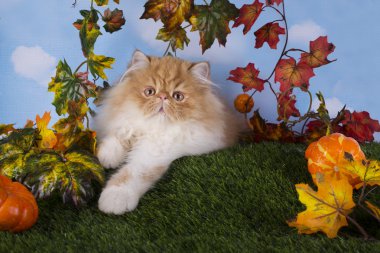 Sonbahar günü çimlere güzel oynayan kırmızı Farsça kedi yavrusu