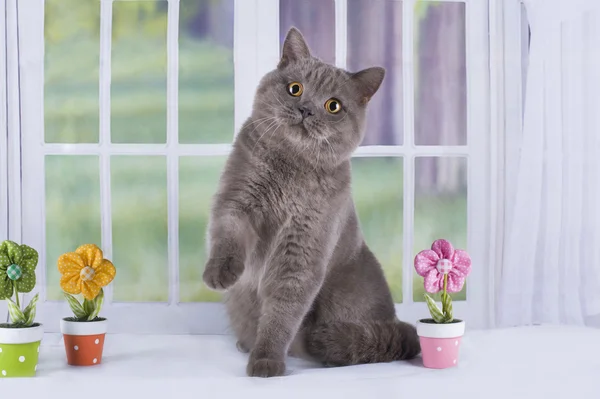 British cat sitting by the window in a country house