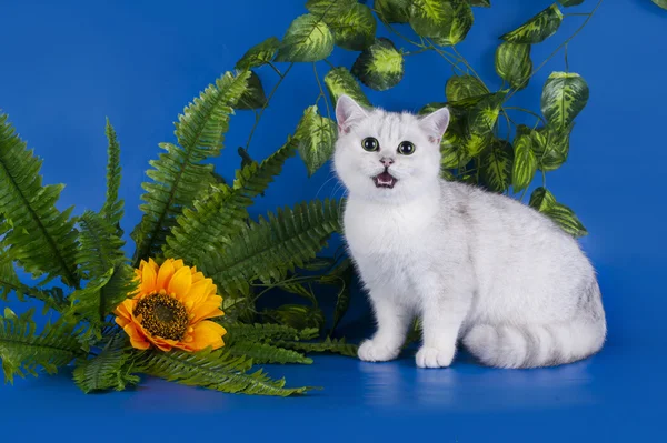 Kleur zilver chinchilla kat op een blauwe achtergrond geïsoleerd — Stockfoto