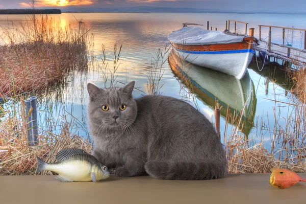 British cat is fishing at the lake