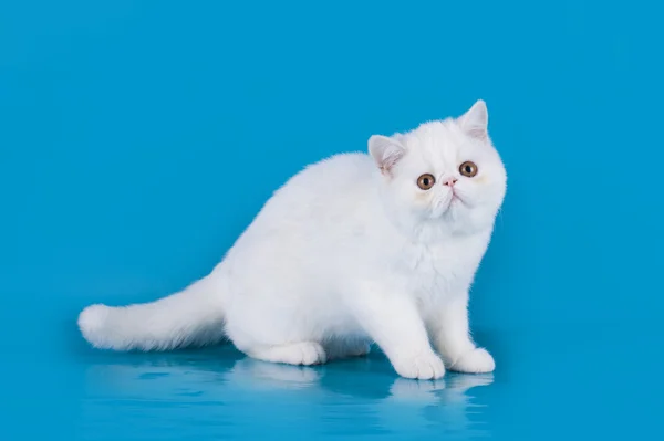 Persian kitten on blue background isolated — Stock Photo, Image