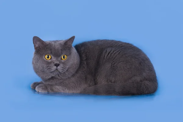 Británico gato azul sobre un fondo azul aislado — Foto de Stock