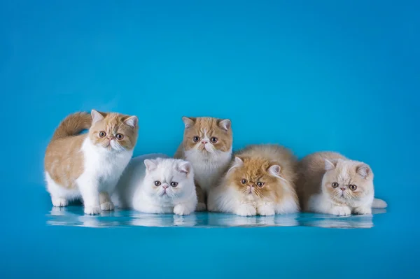 Gatinho persa no fundo azul isolado — Fotografia de Stock