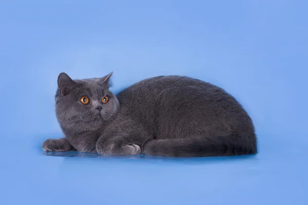 Británico gato azul sobre un fondo azul aislado — Foto de Stock