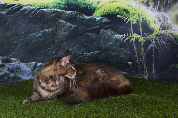 Мейн Кун кішка гра в траві на літній день — стокове фото