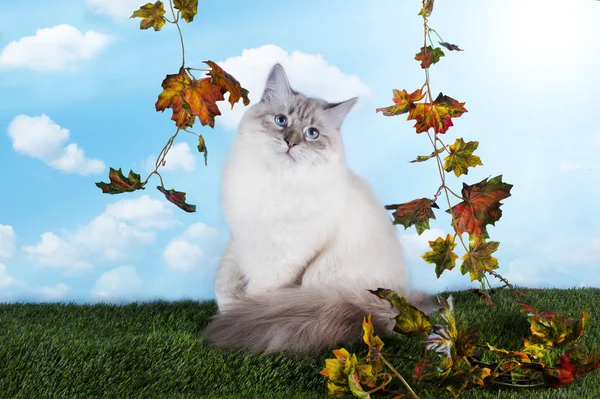 Neva Masquerade gatto che gioca su erba luminoso giorno d'autunno — Foto Stock