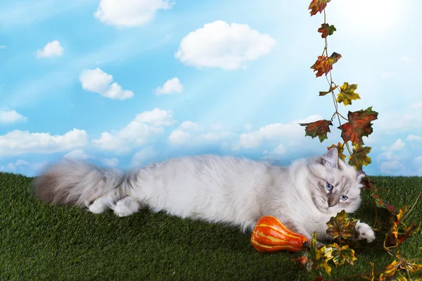 Çimenlerin üzerinde parlak sonbahar günü oynarken Neva Masquerade kedi — Stok fotoğraf