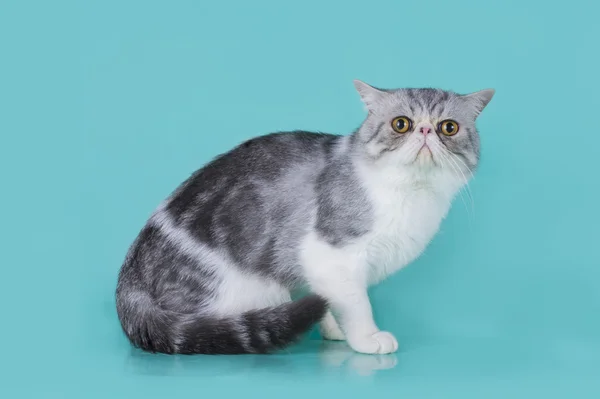 Gattino persiano su sfondo blu isolato — Foto Stock