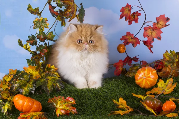 Rode Persian kitten spelen op het gras mooie herfstdag — Stockfoto