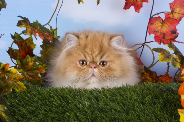 Красный персидский котенок играет на траве прекрасный осенний день — стоковое фото