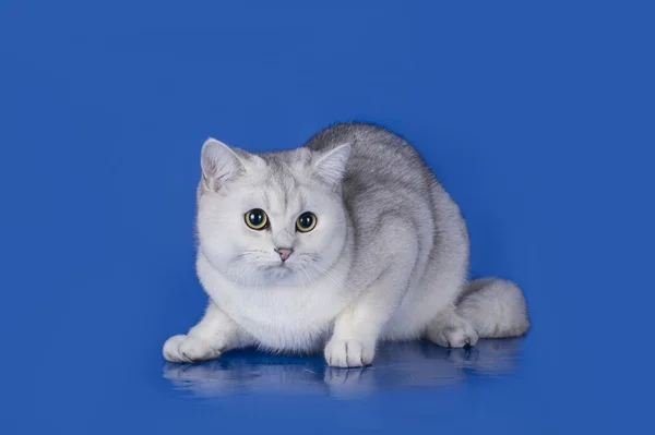 Silver Chinchilla on blue background isolated — Stock Photo, Image