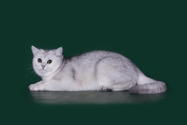 Silver Chinchilla on green background isolated — Stock Photo, Image