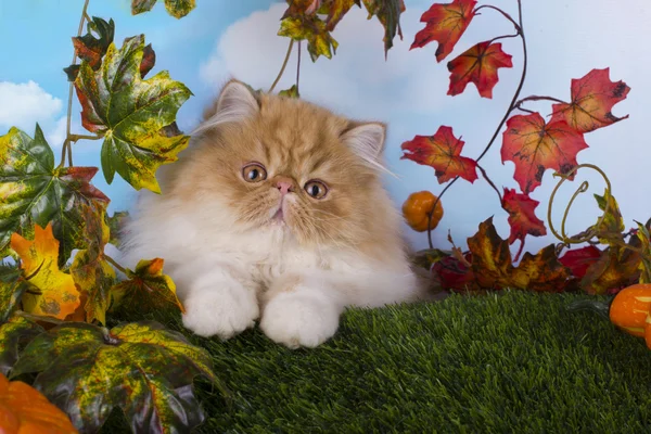 Sonbahar günü çimlere güzel oynayan kırmızı Farsça kedi yavrusu — Stok fotoğraf