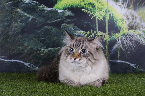 Сибірський кіт полює на траві в горах — стокове фото