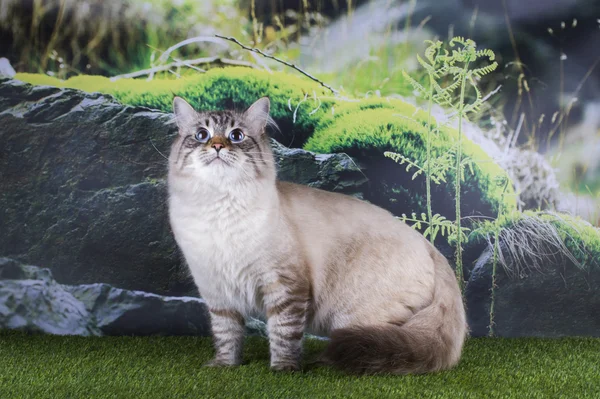 Gatto siberiano caccia sull'erba in montagna — Foto Stock