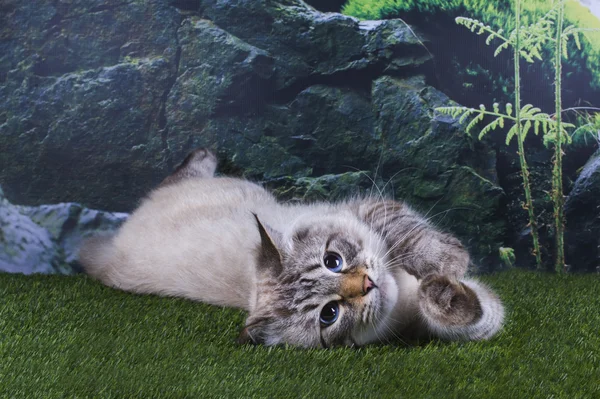Сибірський кіт полює на траві в горах — стокове фото