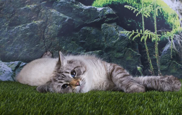 Siberian cat hunts on the grass in the mountains — Stock Photo, Image