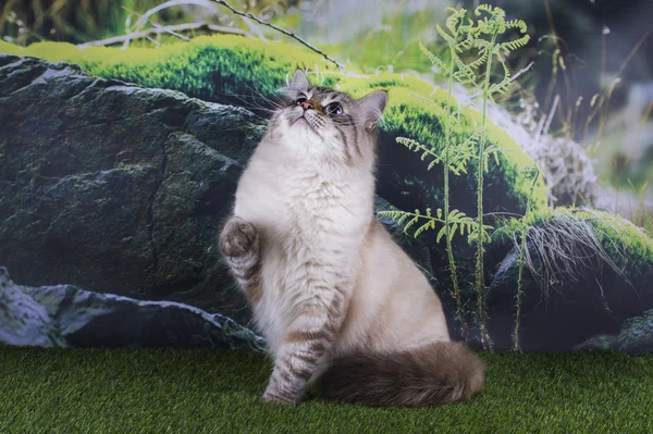 Сибирская кошка охотится на траве в горах — стоковое фото