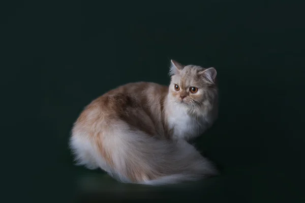 Red scottish straight cat on green background — Stock Photo, Image