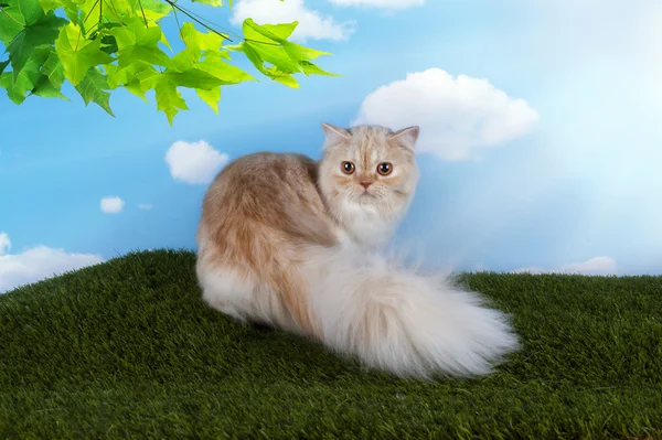Червоний шотландський прямий кіт, що йде по траві — стокове фото