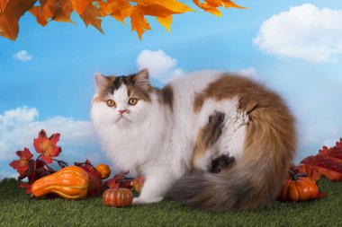 İskoç kedi sonbaharda çimenlerin üzerinde oynama