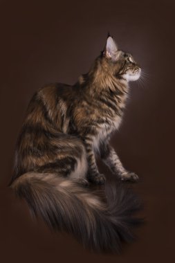 Maine Coon izole kahverengi zemin üzerine