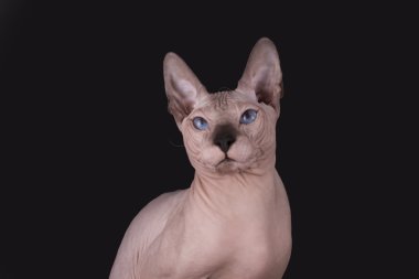 Siyah bir arka plan üzerinde izole Sfenks