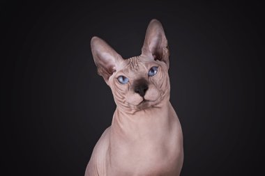 Siyah bir arka plan üzerinde izole Sfenks