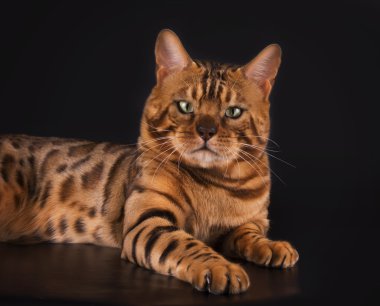 İzole siyah bir zemin üzerine altın Bengal kedisi